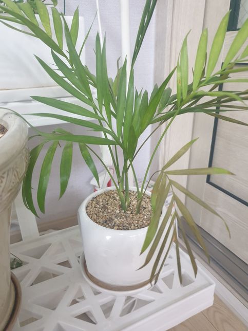 식물이 시들고 상태가 안좋아요...의 1번 째 이미지