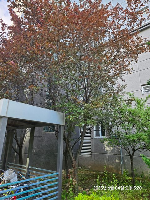 아파트에 있는 나무이름이 궁금하네요의 0번 째 이미지