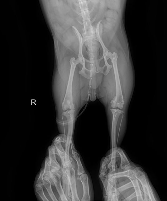 강아지 슬개골 탈구 엑스레이 봐주세요의 0번 째 이미지