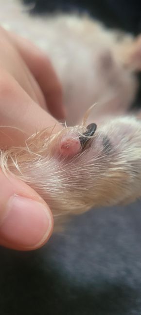 강아지 며느리발톱 부종, 풀씨 때문일까요?의 0번 째 이미지