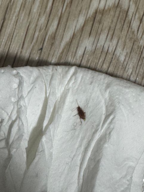 이거 바퀴벌레 새끼인가요.....?의 0번 째 이미지