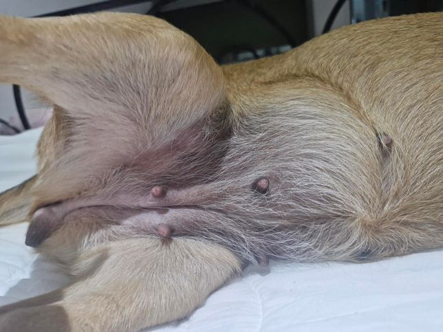 강아지 배가 까만데 노화때문인가요?의 0번 째 이미지