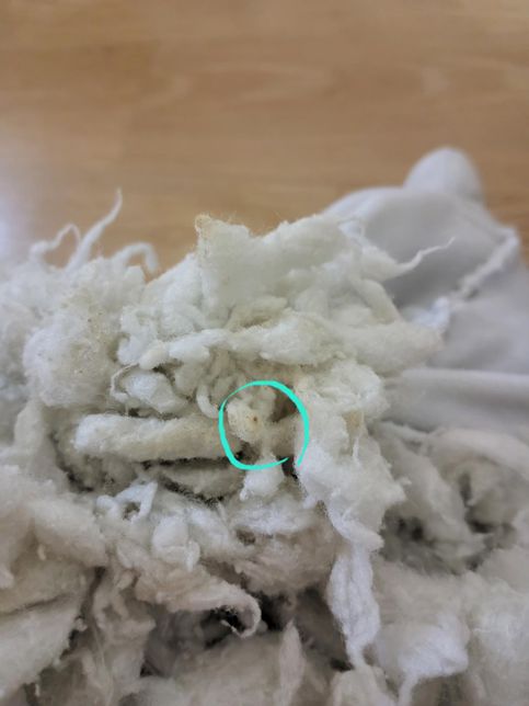 인형 안에 솜 곰팡이 일까요?????의 0번 째 이미지