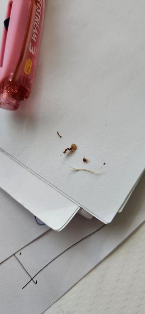 고양이 눈곱이 원래 이렇게 많이 끼나요?의 1번 째 이미지