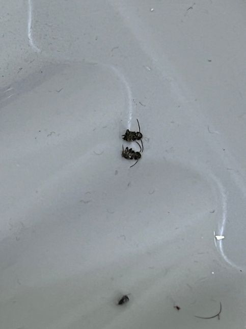 이거 바퀴벌레 새끼 맞나요 .....?의 0번 째 이미지