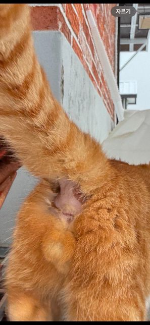 고양이 꼬리 밑이 갑자기 털이 빠져있어요의 1번 째 이미지