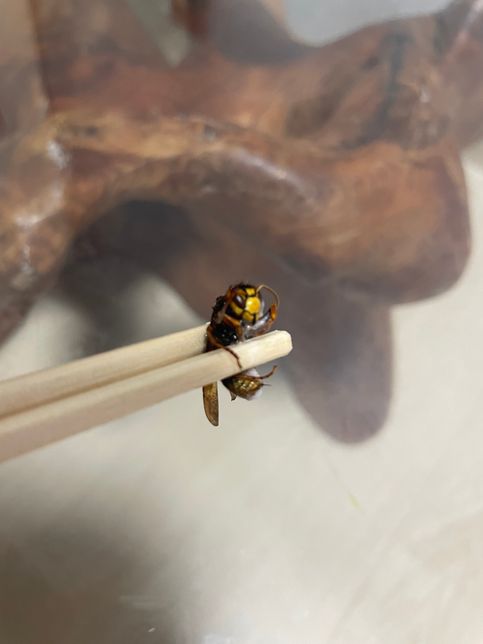 이거 무슨 벌인가요… 자꾸 집에 들어오네요의 1번 째 이미지