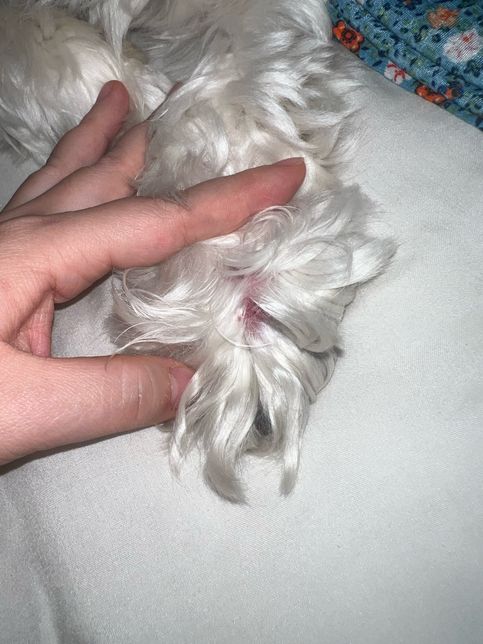 강아지 풀씨 자국일까요? 병원 다시 가봐야할까요?의 0번 째 이미지