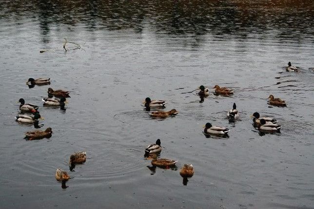 청둥오리나 고방오리 같은 야생 오리는 왜 밤에 얕은 습지대에서도 활동하나요?의 0번 째 이미지