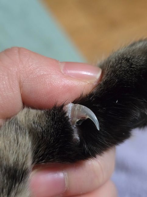 고양이 안쪽발톱에 검정때? 이거 괜찮은건가요의 0번 째 이미지