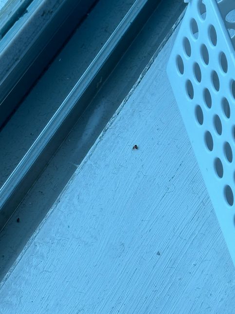 이 벌레 뭔가요? 급해요 알려주세용 ㅠㅠ의 0번 째 이미지