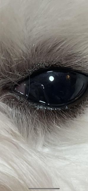 강아지 눈좀 봐주세요(안충의심))의 0번 째 이미지