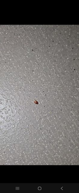 이 벌레가 혹시 권연벌레 일까요???의 0번 째 이미지