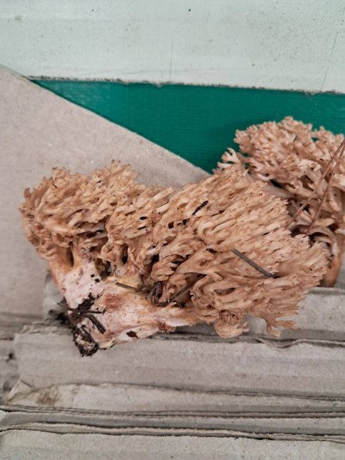 이 버섯이름이 뭔가요? 선물받았다고 하는데 잘모르겠네요.의 0번 째 이미지