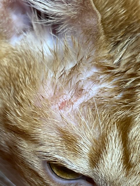 고양이 상처는 병원에 꼭 가야할까요?의 0번 째 이미지