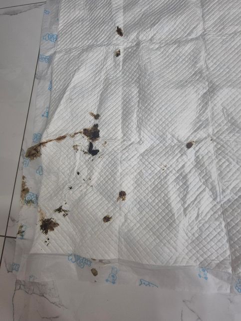 갑자기 강아지똥이 이상해요..병원가야하나요??의 0번 째 이미지