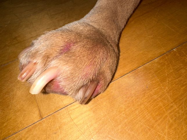 강아지 발 지혈하느라 양말을 신기고 고무줄로 고정해놨는데 그것때문에 부은 것 같아요 집에서 할 수 있는 대처법이랑 병원에 가야하는지도 알려주세요ㅠㅠ의 1번 째 이미지