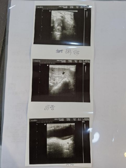 어릴때 중성화 완료한 11살 수컷 전립선비대가 있습니다 전립선 그리고 방광 그리고 담낭좀 봐주시면 감사하겠습니다.의 1번 째 이미지