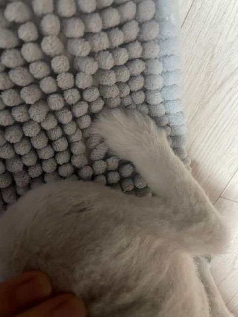 저희집 강아지 다리에 상처가 있는데 무엇일까요??의 1번 째 이미지