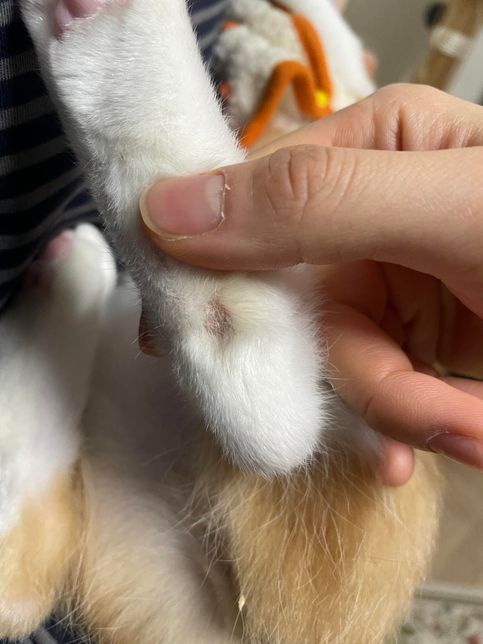 고양이 다리에 원형으로 털빠짐이있어요의 0번 째 이미지