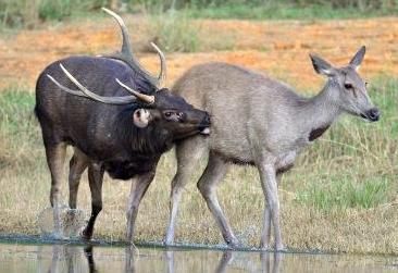 아시아에 사는 사슴의 일종인 삼바를 왜 물사슴이라고도 부르나요?의 1번 째 이미지
