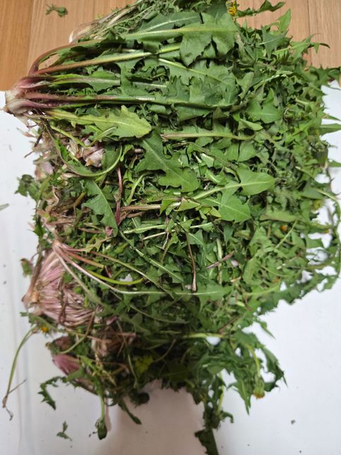 꽃 핀 민들레 요리법과 보관법 부탁드려요의 0번 째 이미지