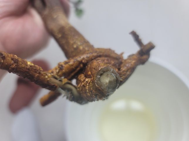 3주전에 심은 천리향이 시들고있어서 파내보니 뿌리가 썩어있습니다. 살릴수있을까요?의 2번 째 이미지