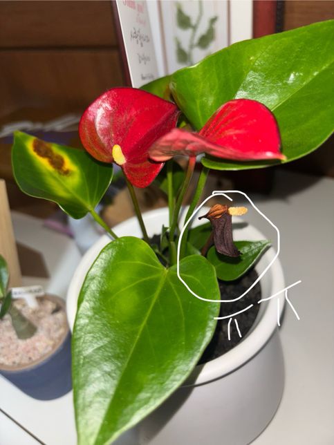 안스리움?! 식물 박사님들 도와주세요의 1번 째 이미지