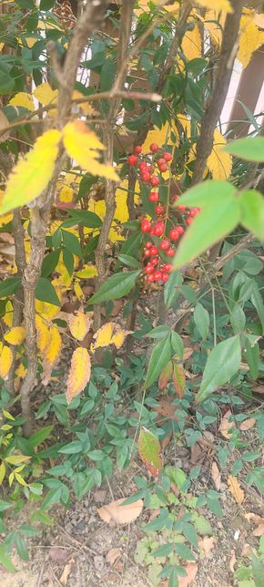 이것은 무슨 열매인가요.ㅡ????의 0번 째 이미지