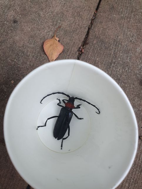 이 벌레 이름알려주세요 이름이 뭔가요?의 0번 째 이미지