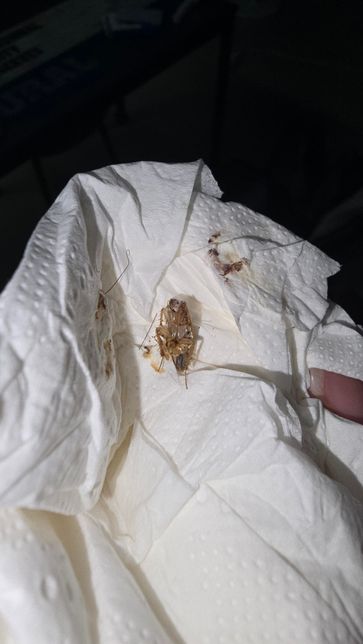 이거 바퀴벌레인가요. ㅜㅠㅠㅠㅜㅜㅜㅡ 혐사진 주의의 0번 째 이미지