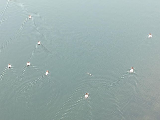 잠수성 오리 흰죽지의 천적은 주로 어떤 동물인가요?의 0번 째 이미지