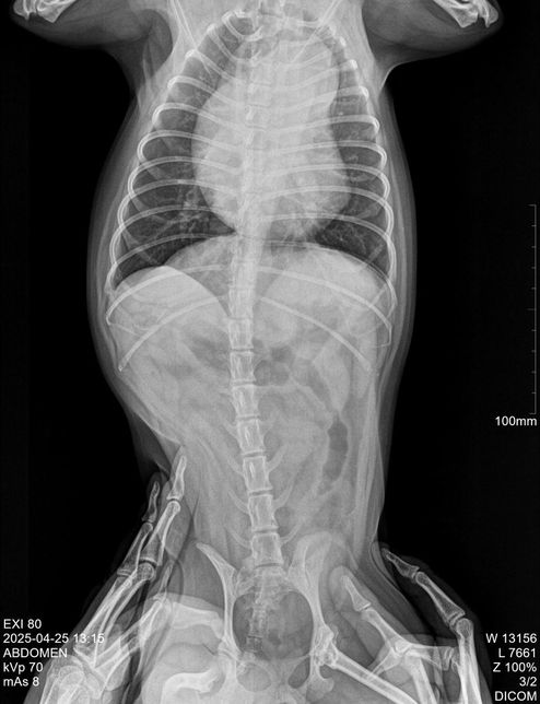 강아지 최근에 찍은 엑스레이 한번 봐주세요의 0번 째 이미지