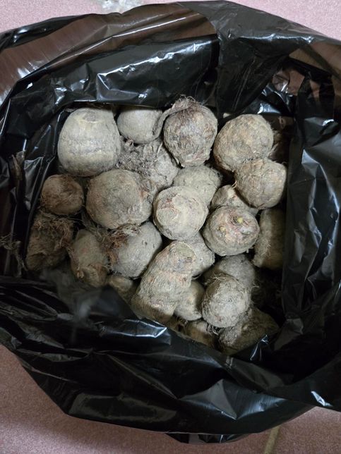 내일 텃밭에 토란을 심으려고 하는데요의 0번 째 이미지