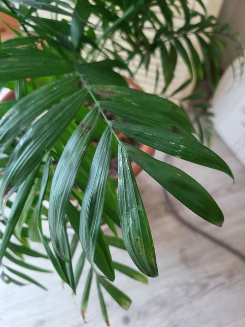 테이블야자 잎 끝과 중간부 분 타는 현상의 0번 째 이미지