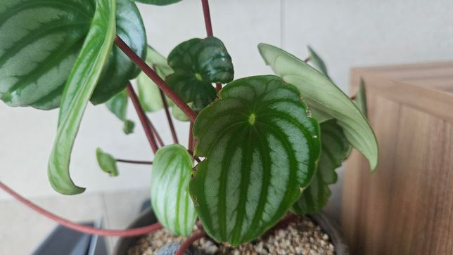 수박페페 상태가 안좋은지 봐주세요 ㅠ의 0번 째 이미지