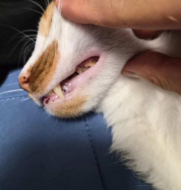 고양이 관련 치아 질문드립니다.(충치)의 0번 째 이미지