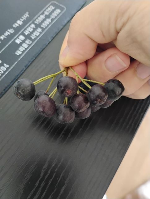 집 마당에 여기 이쁜 열매가 잇는데 뭔가요?의 0번 째 이미지