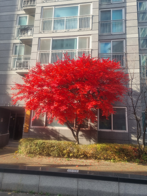 주말인데 가을 단풍구경은 하셨는지요? 모든 단풍이 이정도만 되면 환상적일텐데요. 올해는 산의 단풍 색갈도 별로 같았지요?의 0번 째 이미지