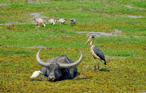 인도들소(가우르)와 아메리카들소(바이슨)에 이어 세번째로 큰 야생의 소는 누구인가요?의 3번 째 이미지