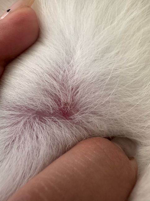 진드기에 물린건지 자국이 남았습니다의 0번 째 이미지