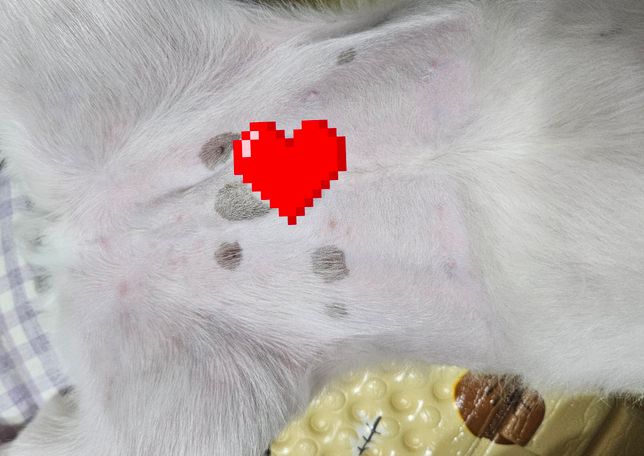 이거 뭔가요?배에 빨간 두드러기가 났는데 이거 뭔지 알려주세요의 0번 째 이미지