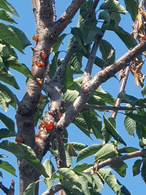 나무에 빨간찐득찐득한 무언가(?)생겼는데 봐주세요의 0번 째 이미지