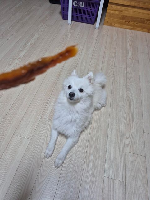 고양이는 익숙한 동물은 경계를 안하나요?의 0번 째 이미지