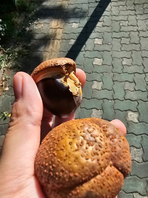 이거 밤 맞나요? 길에서 요새 많이 보이는데의 0번 째 이미지