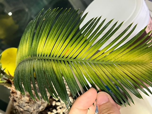 키우는 소철 잎 색이 누래지고 있습니다의 1번 째 이미지