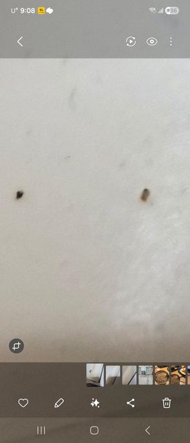 안녕하세요 먼지다듬이 맞나요???의 1번 째 이미지