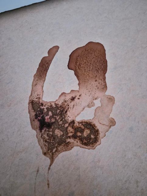 노령고양이가 밥을 통 못먹고 자주 토하는데 어떻게 돌봐줘야할까요?의 0번 째 이미지