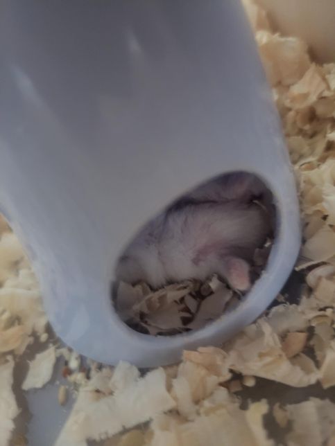 햄스터가 털도 빠지고 다리 부위에 붉은기가 있어요의 0번 째 이미지