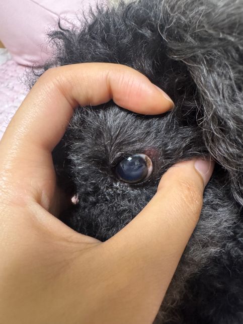 강아지 흰자에 갈색반점이 있어요 뭔가요?의 0번 째 이미지